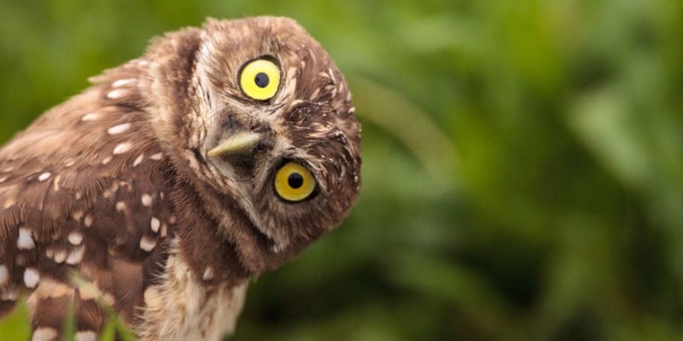 de uil, huisje boompje beestje
