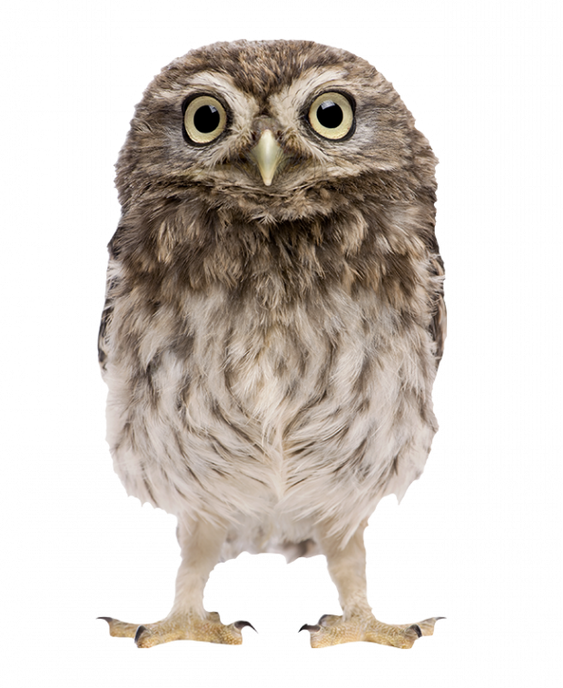 de uil klokhuis
