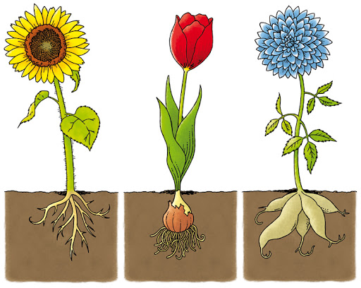 plant
