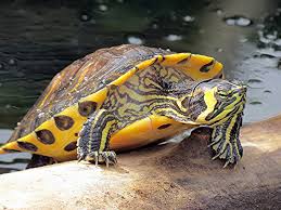 schildpad