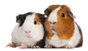 cavia