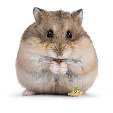 hamster