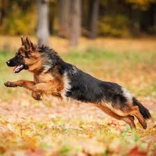 hond
