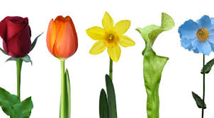 bloem
